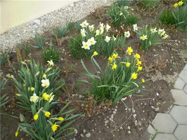 narcisi